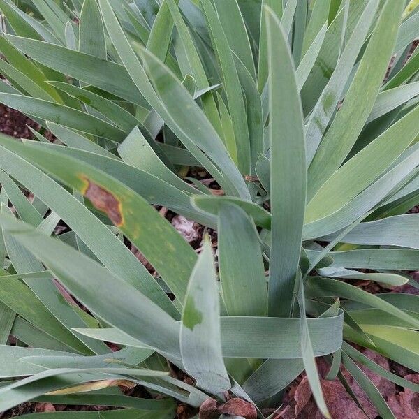 Iris pallida Leaf