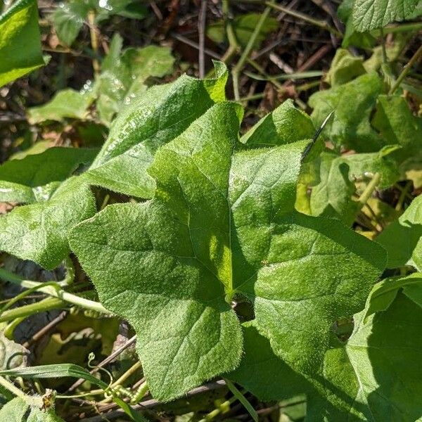 Bryonia cretica Leaf