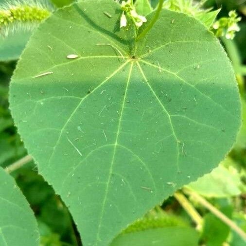 Abutilon hirtum Folha