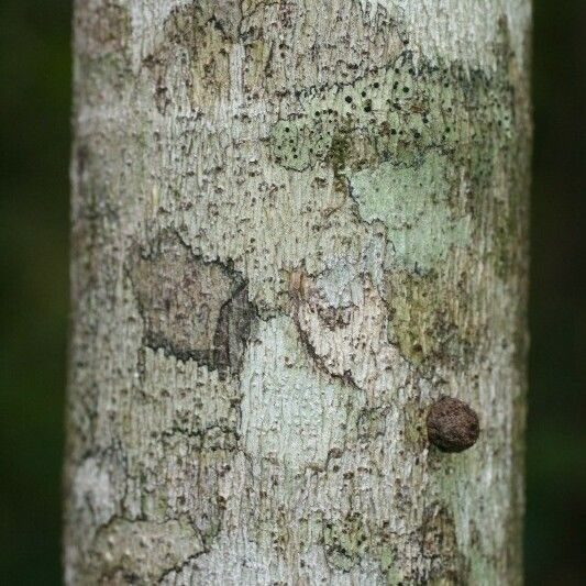 Ficus lateriflora Bark