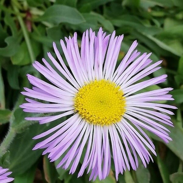 Erigeron glabellus 花