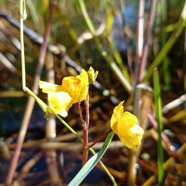 Utricularia australis Květ