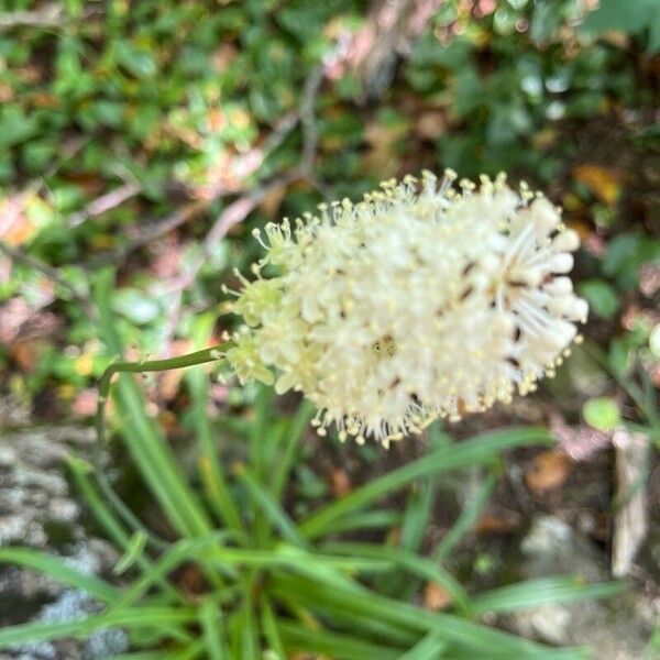 Amianthium muscitoxicum 花