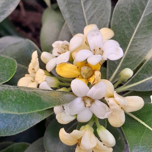 Pittosporum tobira ফুল