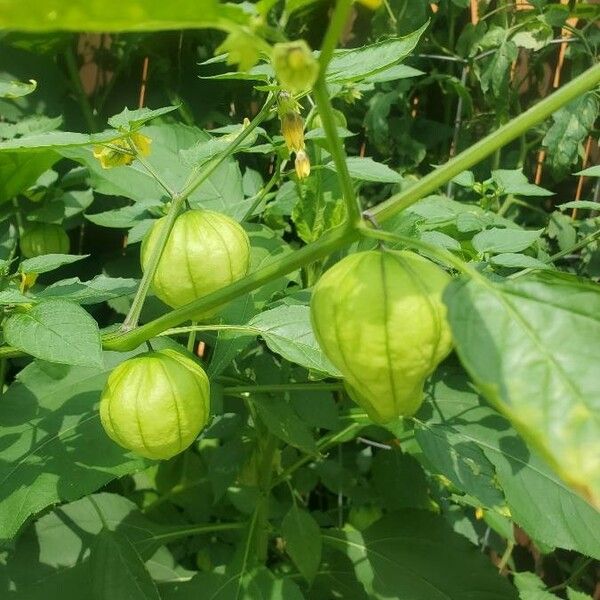 Physalis philadelphica Ovoce