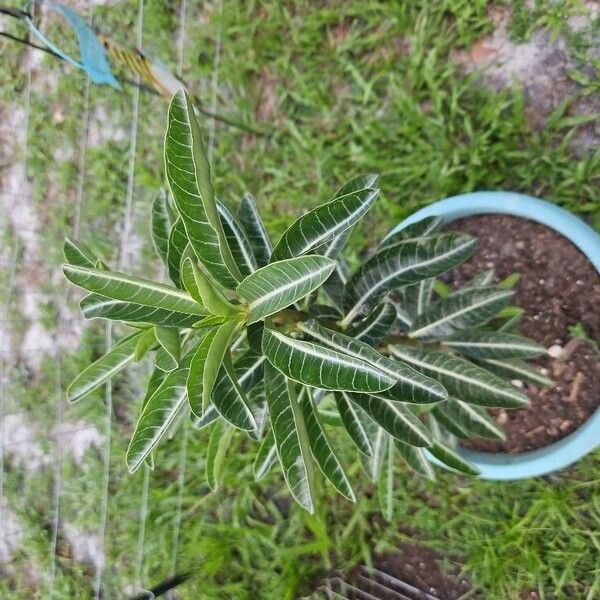 Adenium obesum Virág