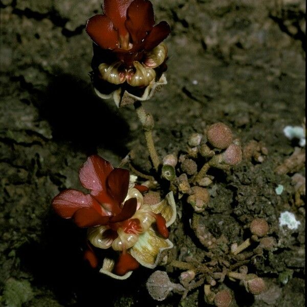 Theobroma simiarum Flower