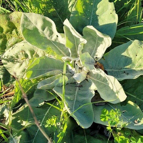 Verbascum boerhavii Feuille