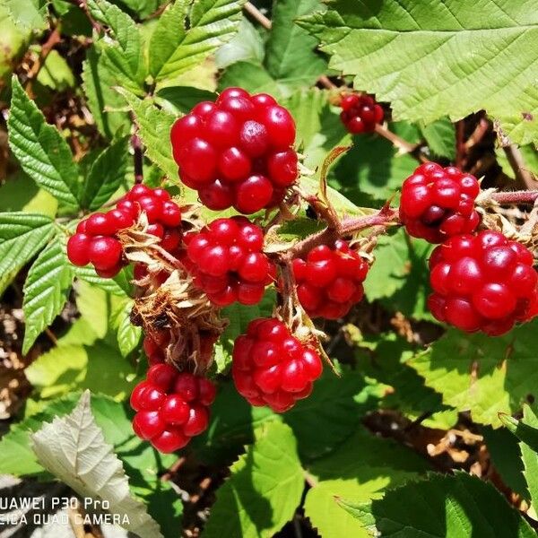 Rubus ulmifolius Hedelmä