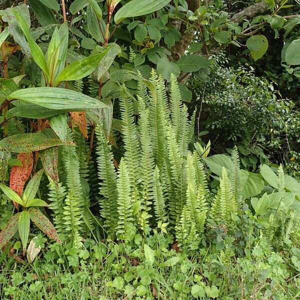 Nephrolepis undulata Costuma