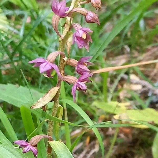 Epipactis atrorubens Цвят