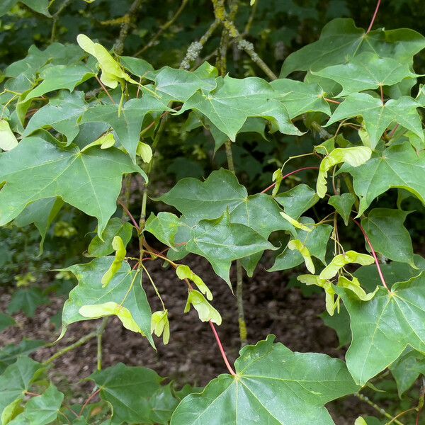 Acer cappadocicum Feuille