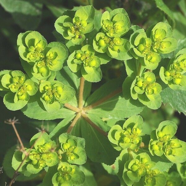 Euphorbia helioscopia Virág