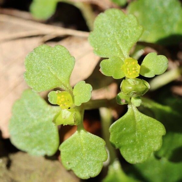 Chrysosplenium maximowiczii Fleur