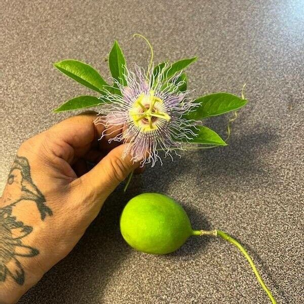 Passiflora incarnata Flor