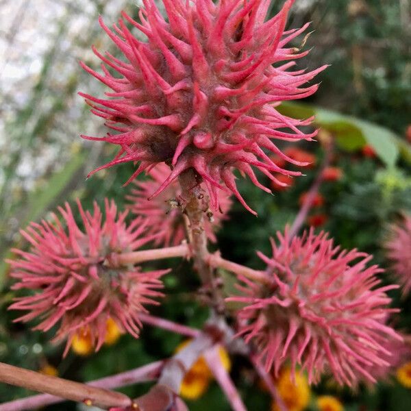 Ricinus communis Plod