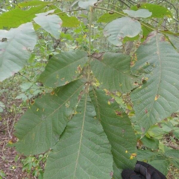 Carya tomentosa Folha