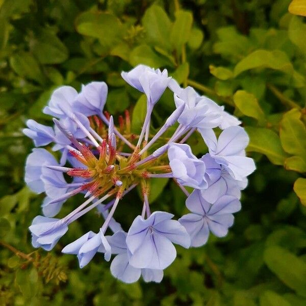 Plumbago auriculata Flower