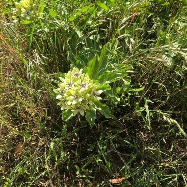 Asclepias viridiflora Flor