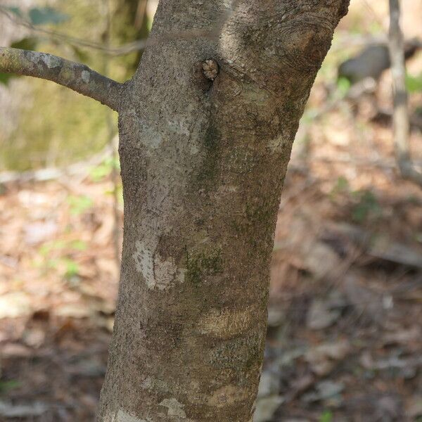 Ilex opaca Bark