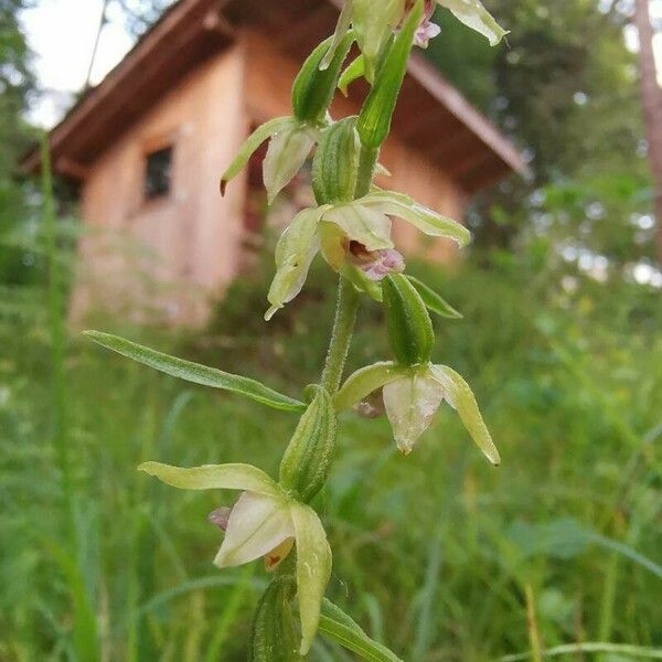 Epipactis muelleri Flor