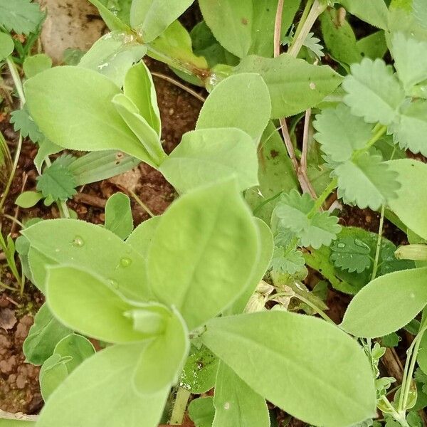 Silene vulgaris ഇല