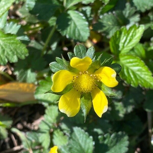 Potentilla indica Flower