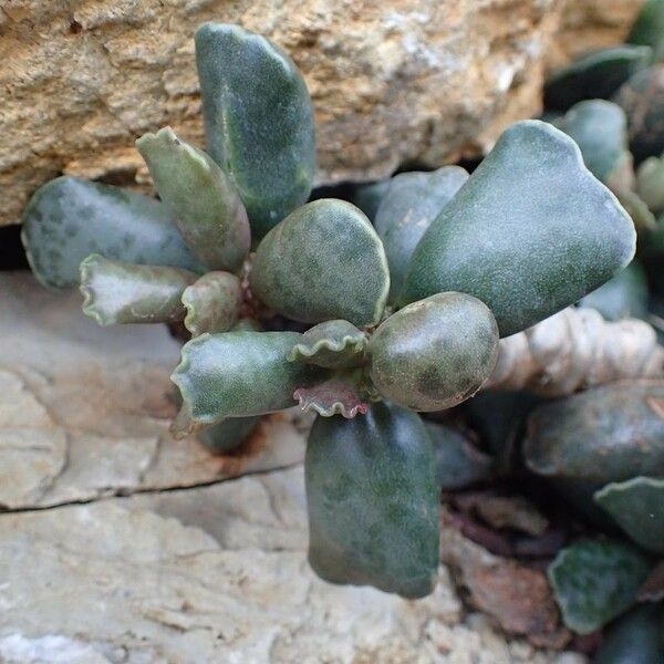 Adromischus cooperi Hábito