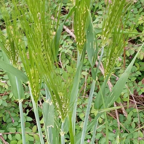 Hordeum vulgare Агульны выгляд