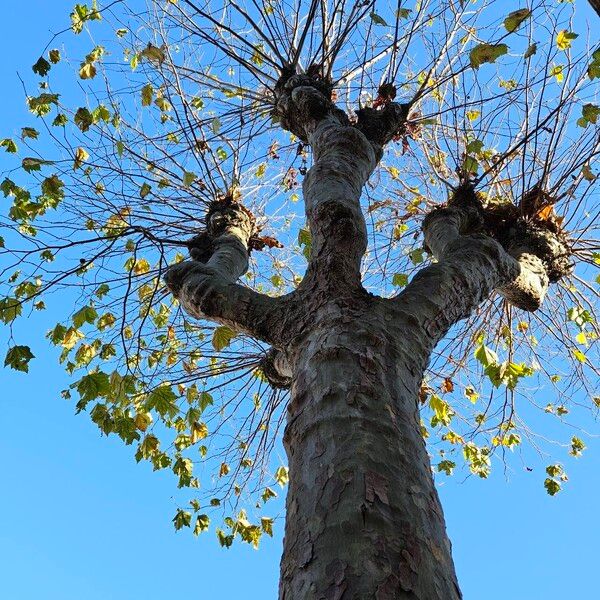 Platanus × hispanica Habit