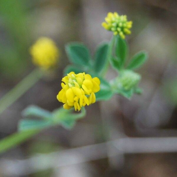 Medicago lupulina Flower