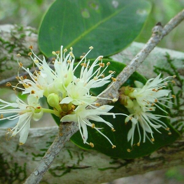 Cynometra ramiflora Blüte