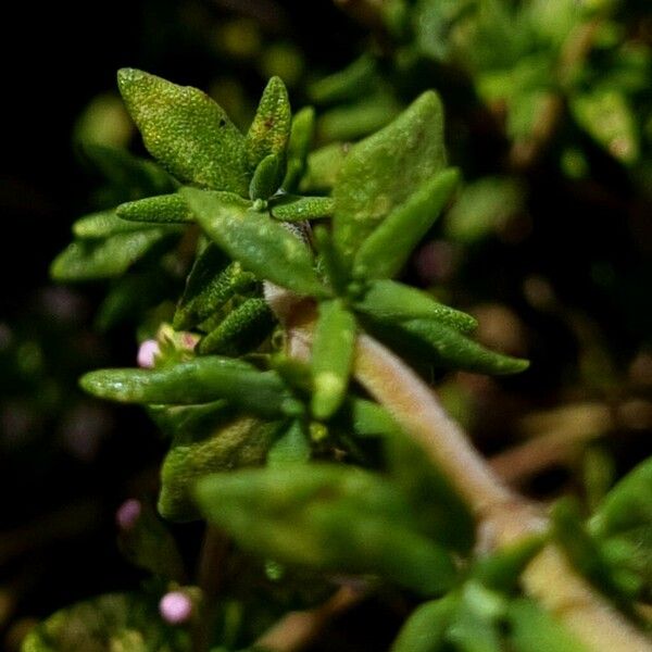 Thymus vulgaris Folha