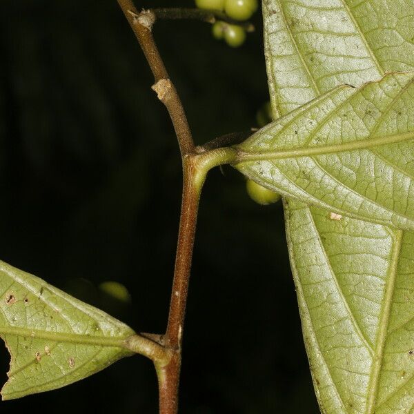 Adenophaedra grandifolia Bark