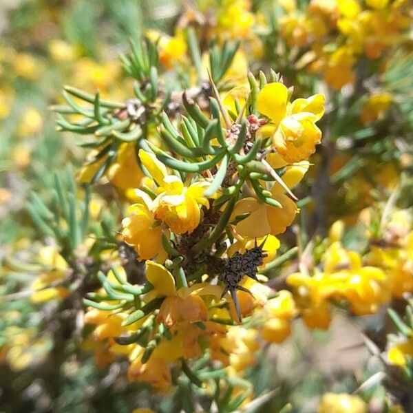 Berberis empetrifolia Blüte