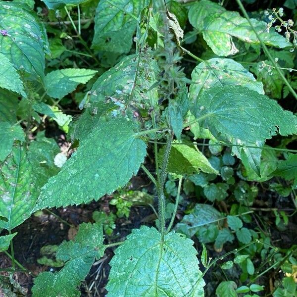 Stachys sylvatica Blad