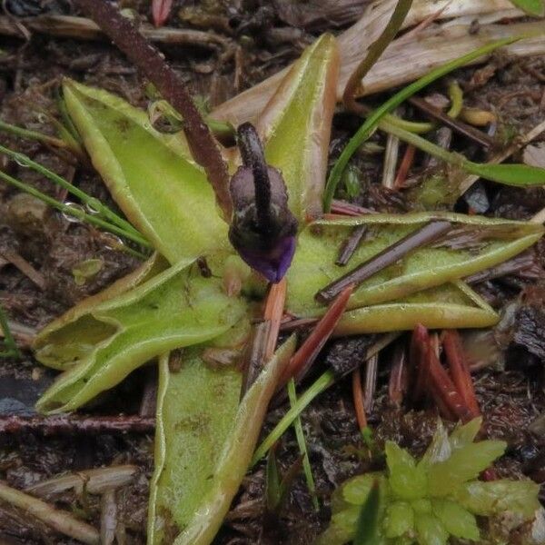 Pinguicula vulgaris Folha