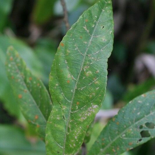 Acalypha integrifolia Leaf
