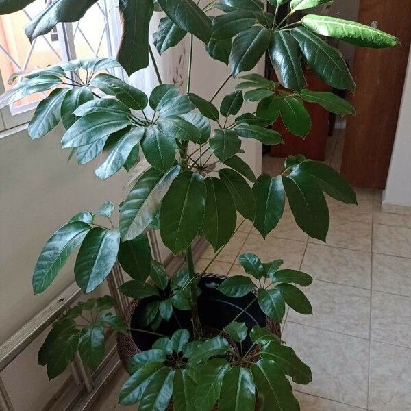 Schefflera actinophylla Blad