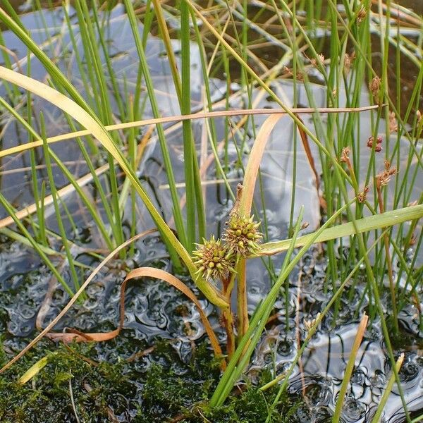 Sparganium angustifolium Habitat