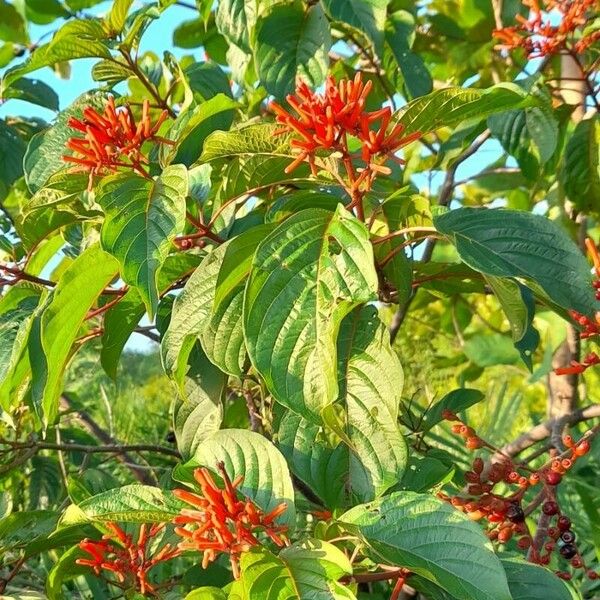 Hamelia patens Plante entière