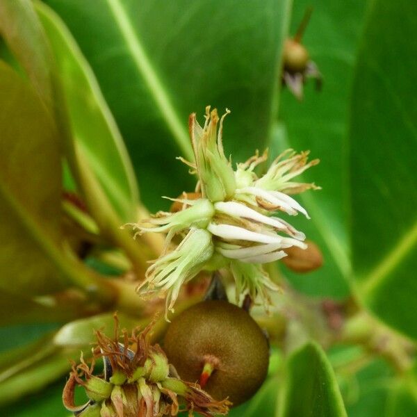 Noronhia emarginata 花