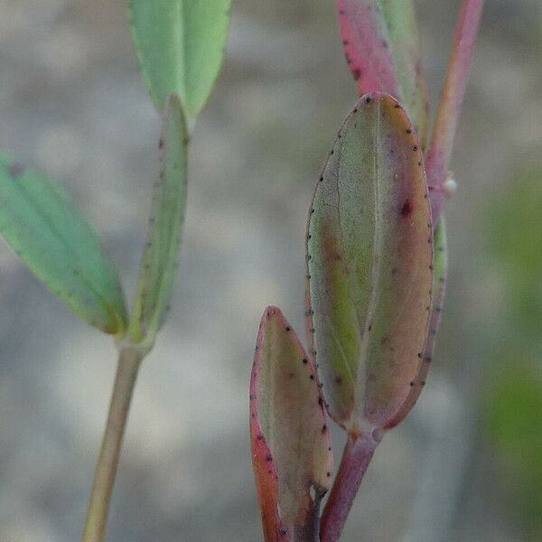 Hypericum humifusum 葉