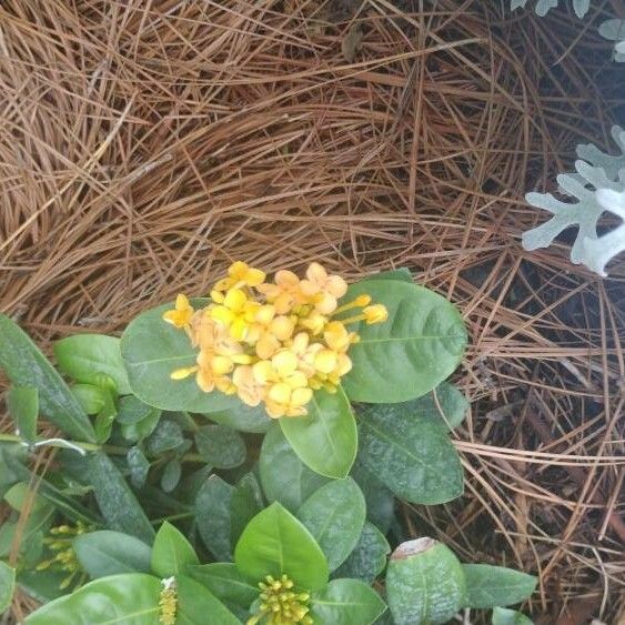 Ixora chinensis Blomma