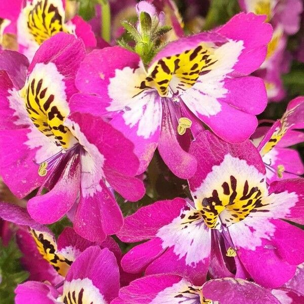 Schizanthus pinnatus عادت