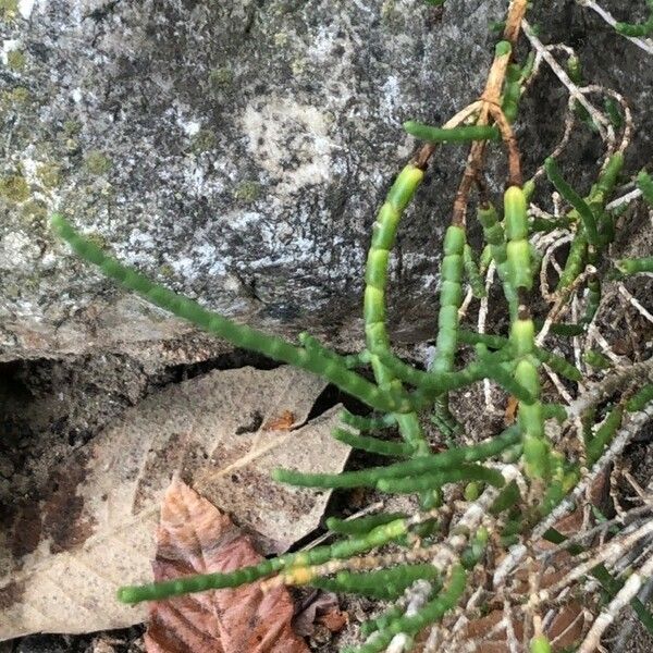 Haloxylon scoparium Blatt