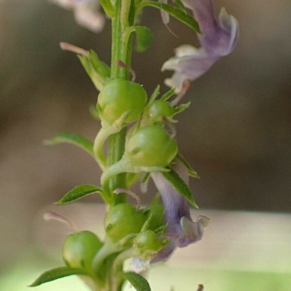 Anarrhinum bellidifolium Φρούτο