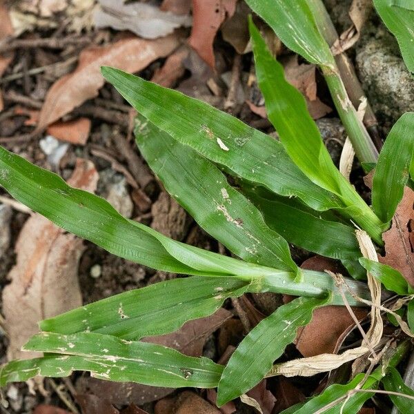 Axonopus compressus Leaf