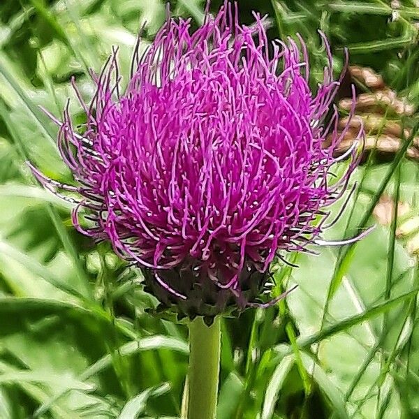 Cirsium heterophyllum Цветок