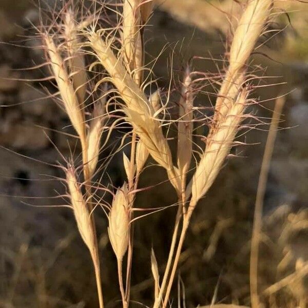 Bromus lanceolatus Frucht